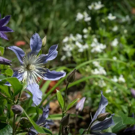 Les Clematites 2* Sucé-sur-Erdre